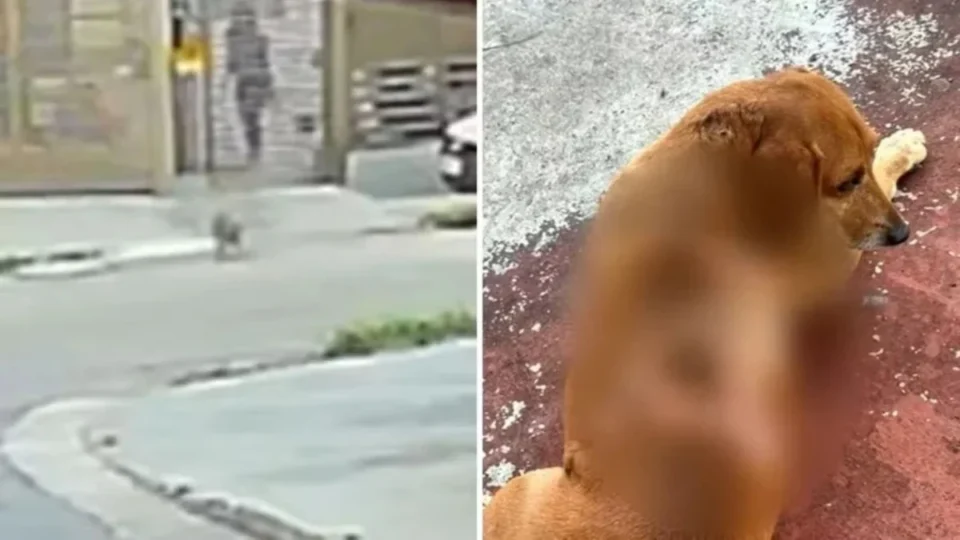 Cachorro comunitário sofre queimaduras após ataque com óleo quente