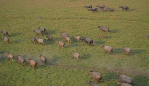 ICMBio inicia ação para controle de búfalos invasores em reservas de Rondônia