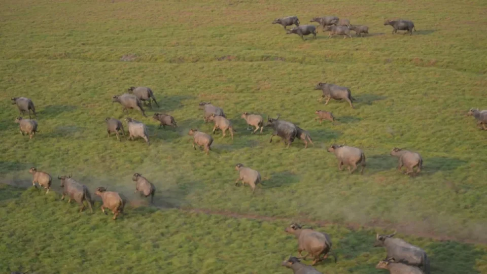 ICMBio inicia ação para controle de búfalos invasores em reservas de Rondônia