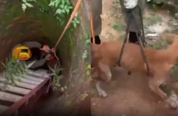 Cachorro é resgatado após passar mais de um dia preso em poço; VÍDEO