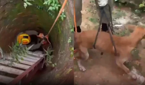 Cachorro é resgatado após passar mais de um dia preso em poço; VÍDEO