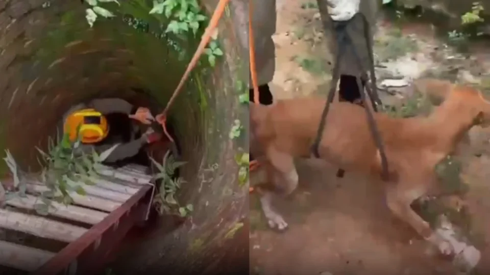 Cachorro é resgatado após passar mais de um dia preso em poço; VÍDEO