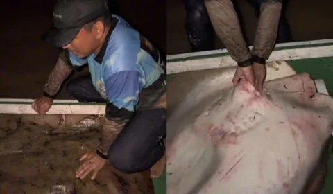 Pescadores lutam para retirar arraia de mais de 80 quilos no Rio Acre; VÍDEO