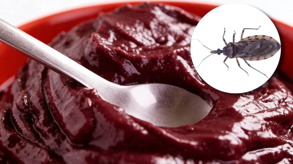 Macapá registra surto de doença de Chagas com 6 casos e morte após consumo de açaí contaminado