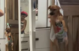 Tutora improvisa sacola na porta para “segurar” cachorro durante limpeza e vídeo viraliza; VEJA