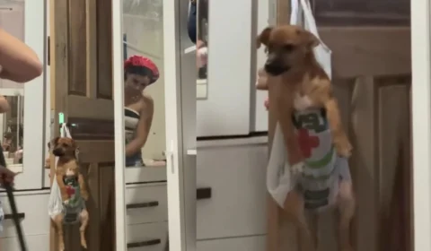 Tutora improvisa sacola na porta para “segurar” cachorro durante limpeza e vídeo viraliza; VEJA