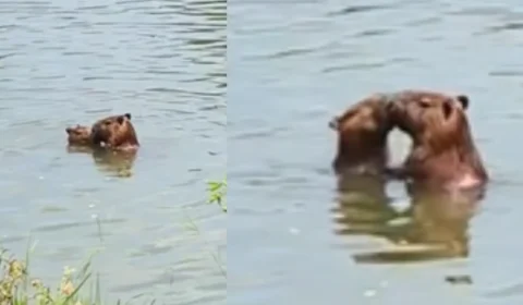 Capivaras são flagradas “namorando” em universidade; VÍDEO