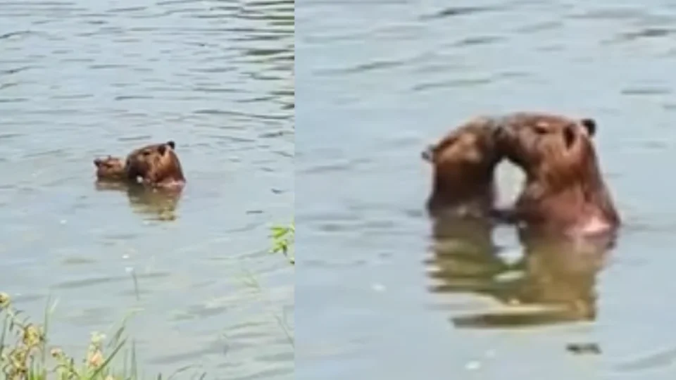 Capivaras são flagradas “namorando” em universidade; VÍDEO