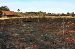 Pastagens degradadas somam 5,3 milhões de hectares em pequenas propriedades no MT e no PA