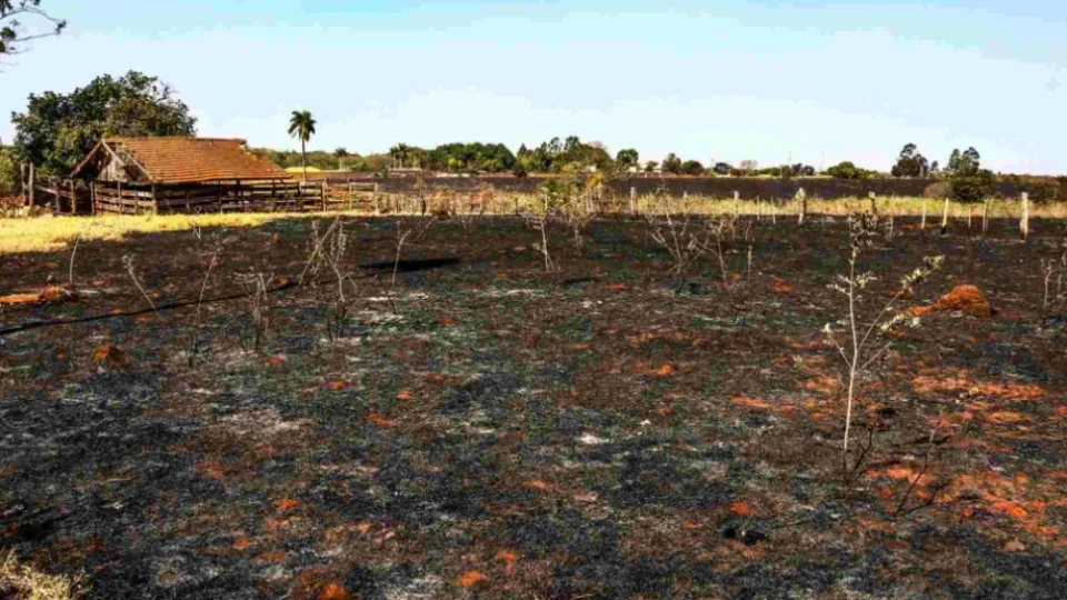 Pastagens degradadas somam 5,3 milhões de hectares em pequenas propriedades no MT e no PA