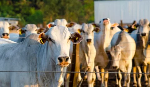 Decreto reduz ICMS sobre venda de gado para abate em Rondônia