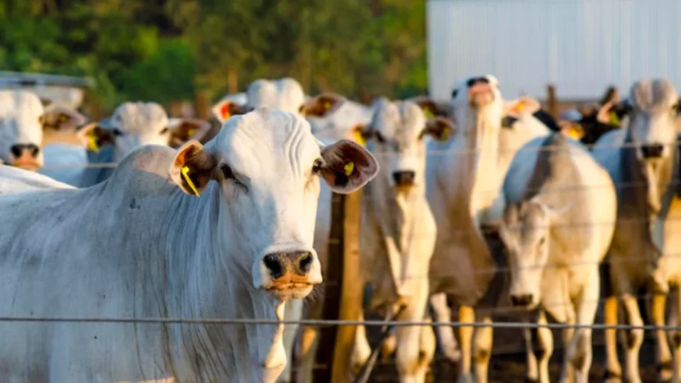 Decreto reduz ICMS sobre venda de gado para abate em Rondônia