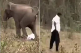 VÍDEO: Homem é pisoteado por elefante e sobrevive por milagre