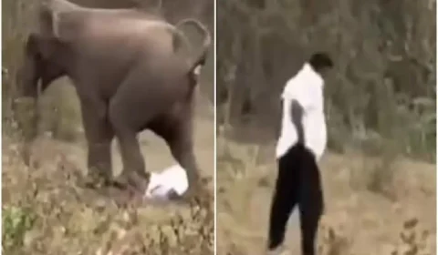VÍDEO: Homem é pisoteado por elefante e sobrevive por milagre