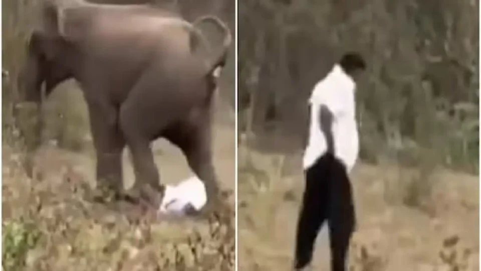VÍDEO: Homem é pisoteado por elefante e sobrevive por milagre
