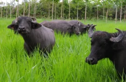 Justiça Federal suspende abate de búfalos em reservas de Rondônia