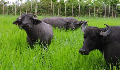 Justiça Federal suspende abate de búfalos em reservas de Rondônia