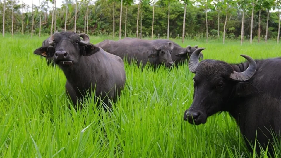 Justiça Federal suspende abate de búfalos em reservas de Rondônia