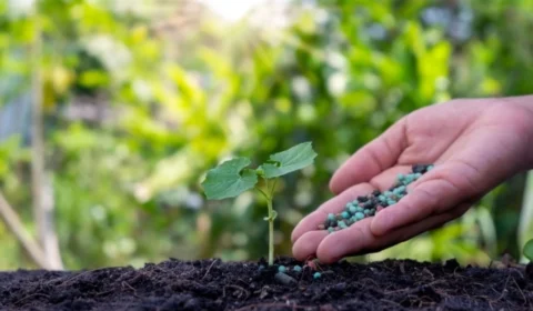 Crise dos fertilizantes: alta de 40% na ureia acende alerta de desabastecimento no Brasil