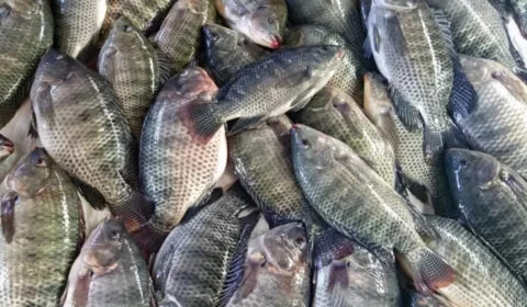 Consumo de peixes deve crescer 30% na Semana Santa e tilápia domina o mercado