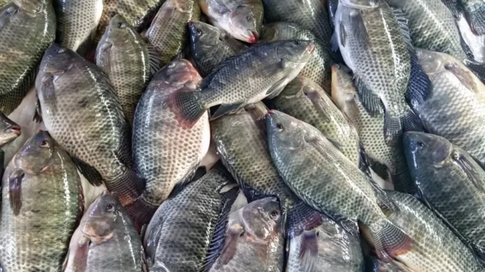 Consumo de peixes deve crescer 30% na Semana Santa e tilápia domina o mercado