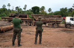 Polícia intercepta esquema de madeira ilegal em reduto de desmatamento na Amazônia