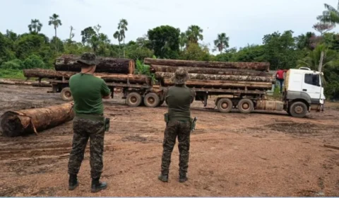 Polícia intercepta esquema de madeira ilegal em reduto de desmatamento na Amazônia