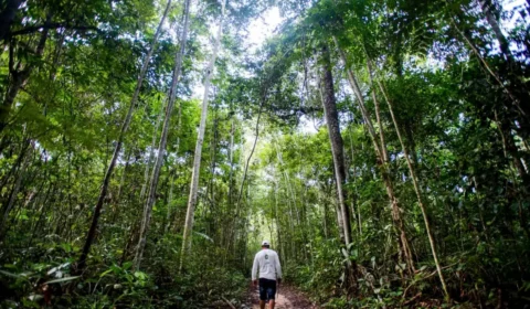 Brasil aposta na bioeconomia para unir conservação, indústria e ecoturismo