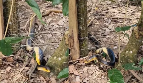 Cobra de 2 metros fica presa em cerca e surpreende moradora; VÍDEO