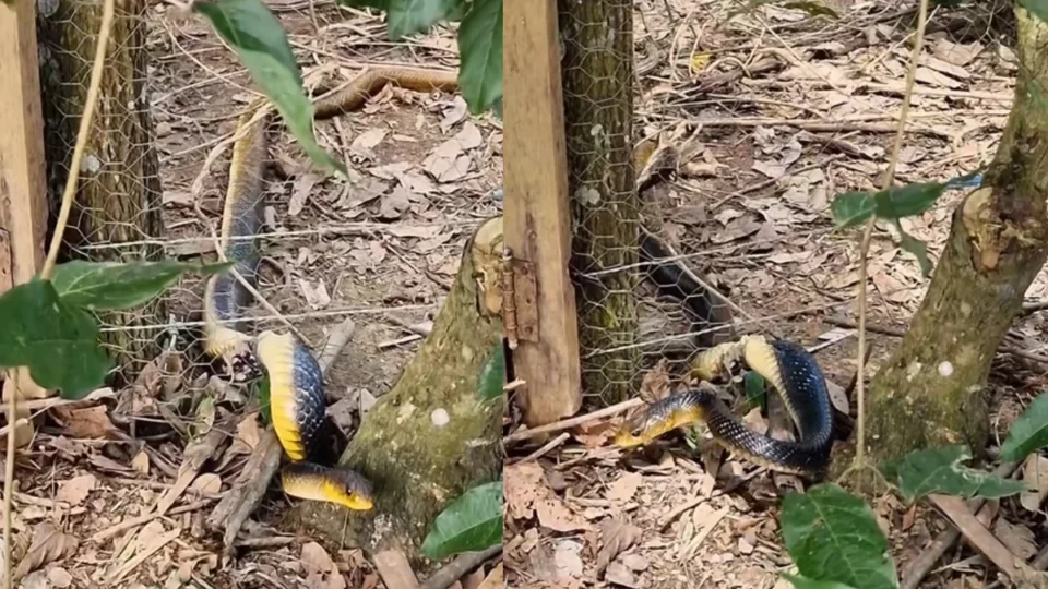 Cobra de 2 metros fica presa em cerca e surpreende moradora; VÍDEO
