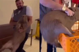 Vídeo de capivara que entrou em supermercado ganha dublagem e viraliza nas redes; VEJA