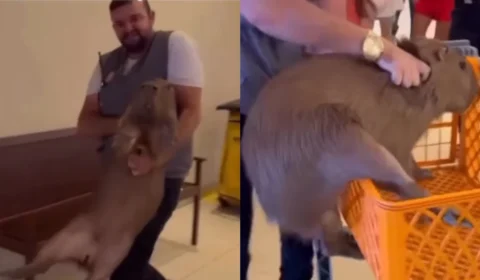 Vídeo de capivara que entrou em supermercado ganha dublagem e viraliza nas redes; VEJA
