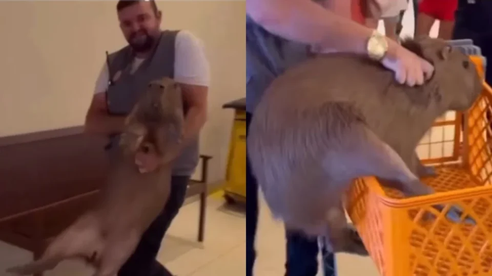 Vídeo de capivara que entrou em supermercado ganha dublagem e viraliza nas redes; VEJA