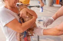 Feira de adoção e vacinação antirrábica será realizada neste sábado em Rio Branco