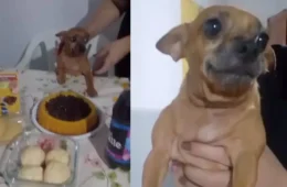 Cachorrinha comemora aniversário de 5 anos com bolo, petiscos e muito carinho; VÍDEO