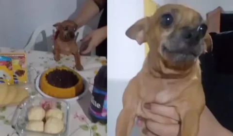 Cachorrinha comemora aniversário de 5 anos com bolo, petiscos e muito carinho; VÍDEO