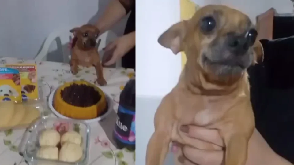 Cachorrinha comemora aniversário de 5 anos com bolo, petiscos e muito carinho; VÍDEO