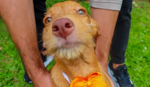 Feira de adoção e vacinação antirrábica acontece neste sábado em Rio Branco