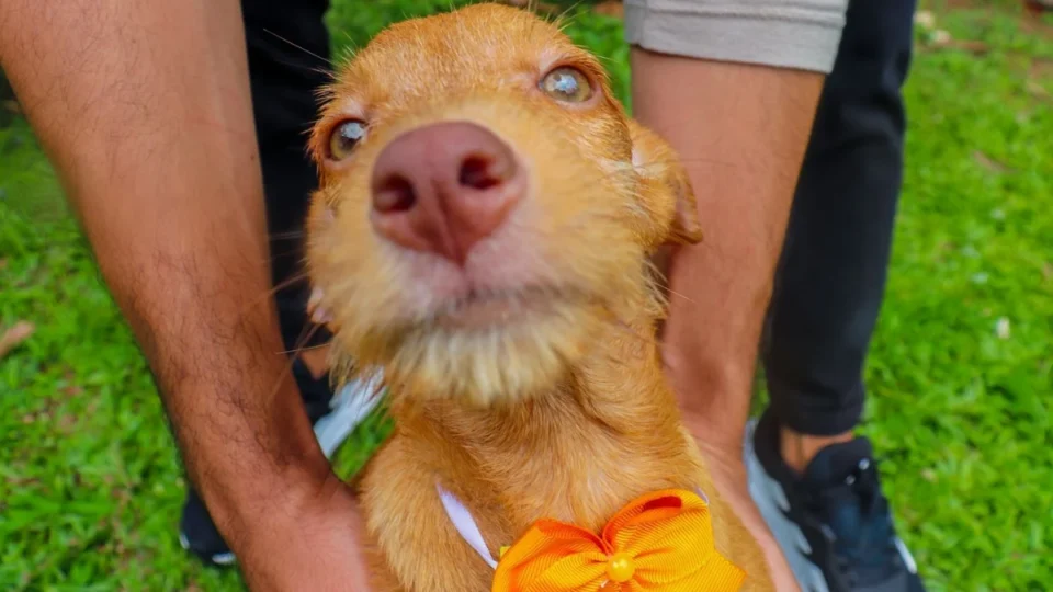 Feira de adoção e vacinação antirrábica acontece neste sábado em Rio Branco