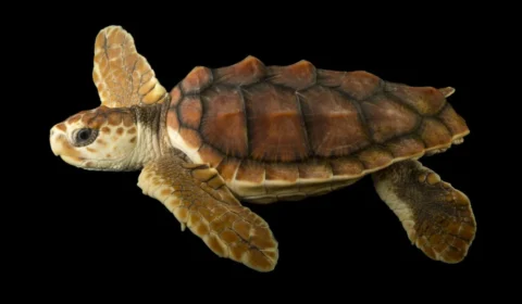 Tartarugas-cabeçudas desafiam cenário adverso e reaparecem no Rio de Janeiro