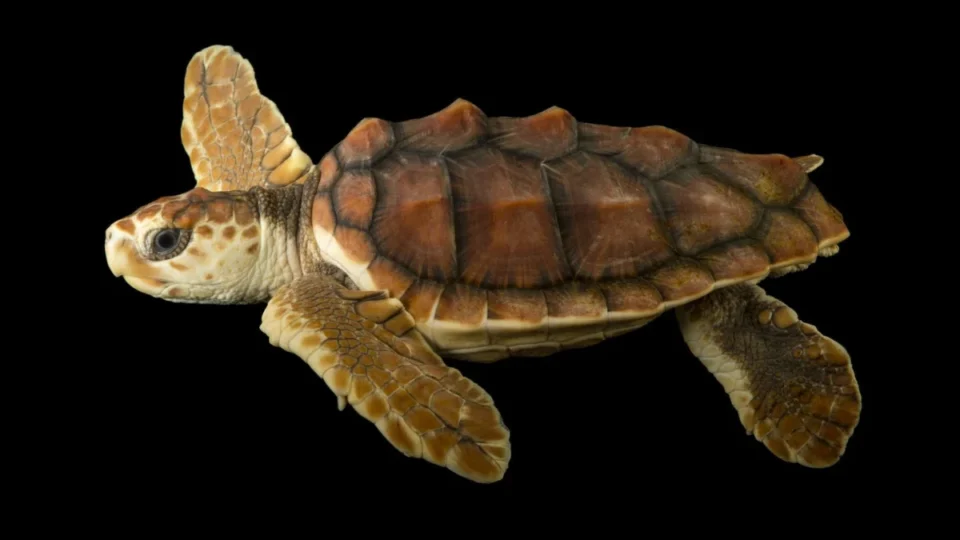 Tartarugas-cabeçudas desafiam cenário adverso e reaparecem no Rio de Janeiro