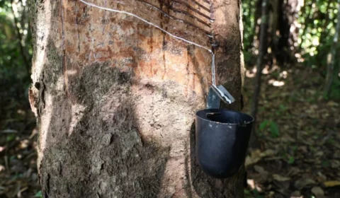 Inteligência Artificial associa o Acre à palavra “borracha”; entenda