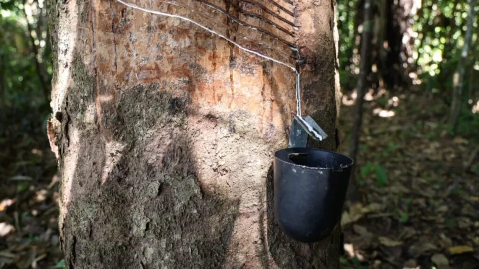 Inteligência Artificial associa o Acre à palavra “borracha”; entenda