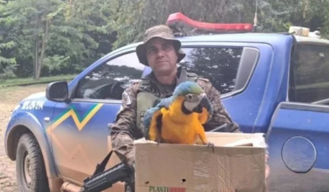 Arara-canindé ferida é resgatada e mobiliza força-tarefa ambiental em Rondônia