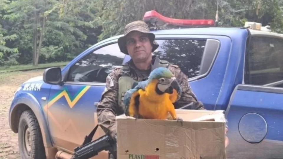 Arara-canindé ferida é resgatada e mobiliza força-tarefa ambiental em Rondônia