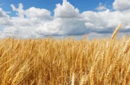 Pão mais caro: Brasil pode se tornar o maior importador de trigo do mundo