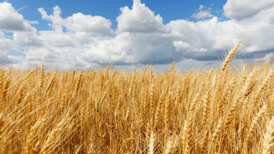 Pão mais caro: Brasil pode se tornar o maior importador de trigo do mundo