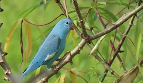 Periquito com coloração azul rara é registrado no Tocantins e chama atenção