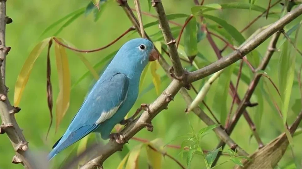 Periquito com coloração azul rara é registrado no Tocantins e chama atenção
