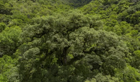 Desmatamento na Mata Atlântica cai 28% e atinge menor nível da história